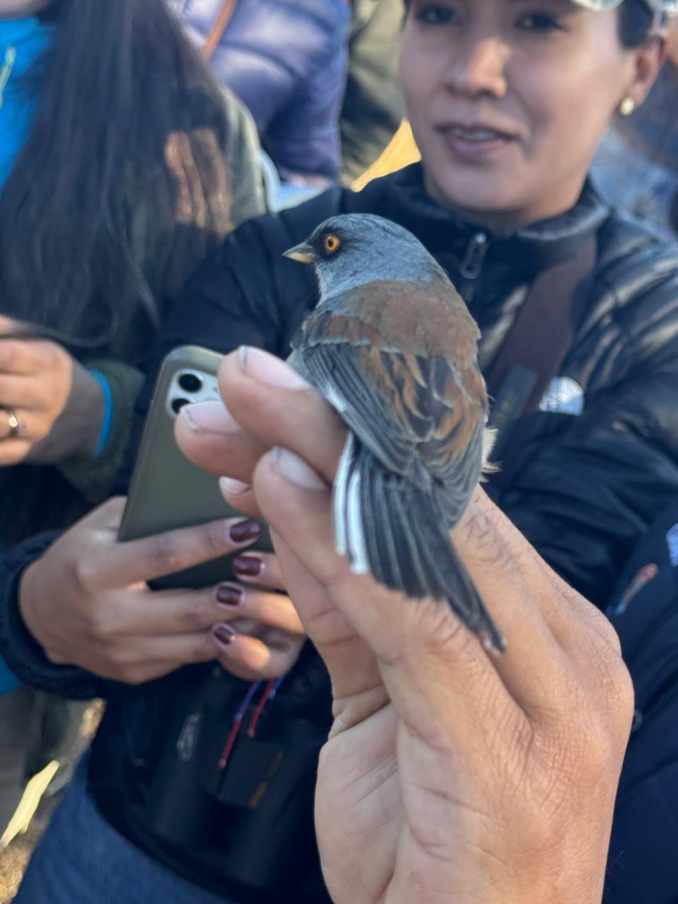 Identificación de ave