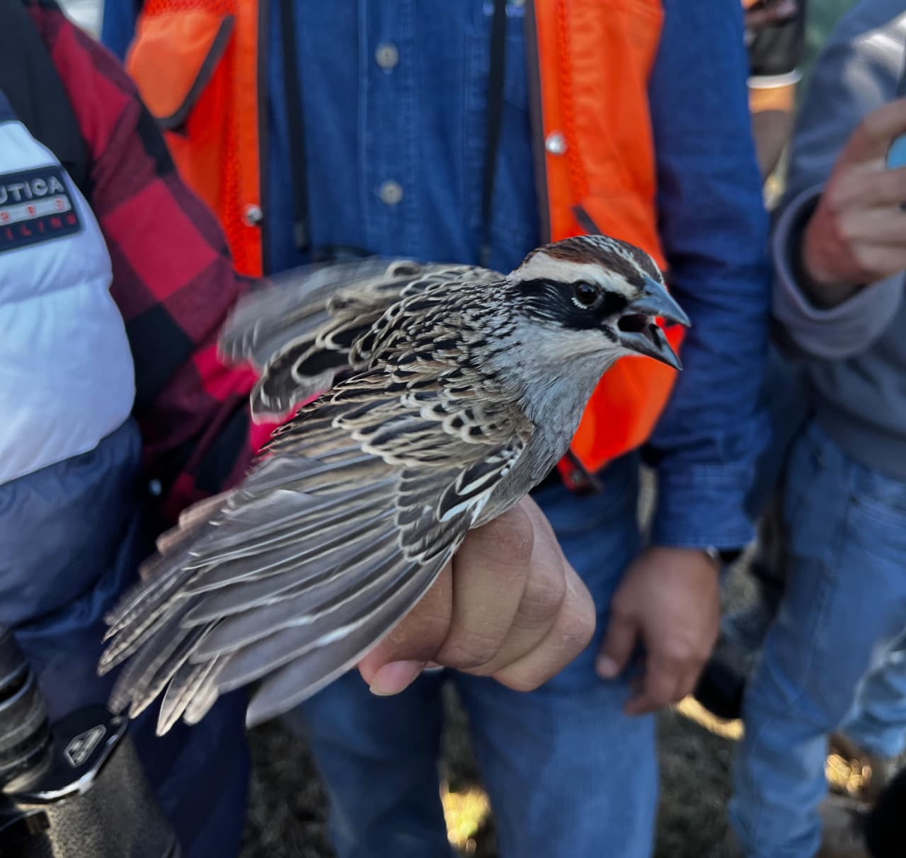 Técnicas de ornitología