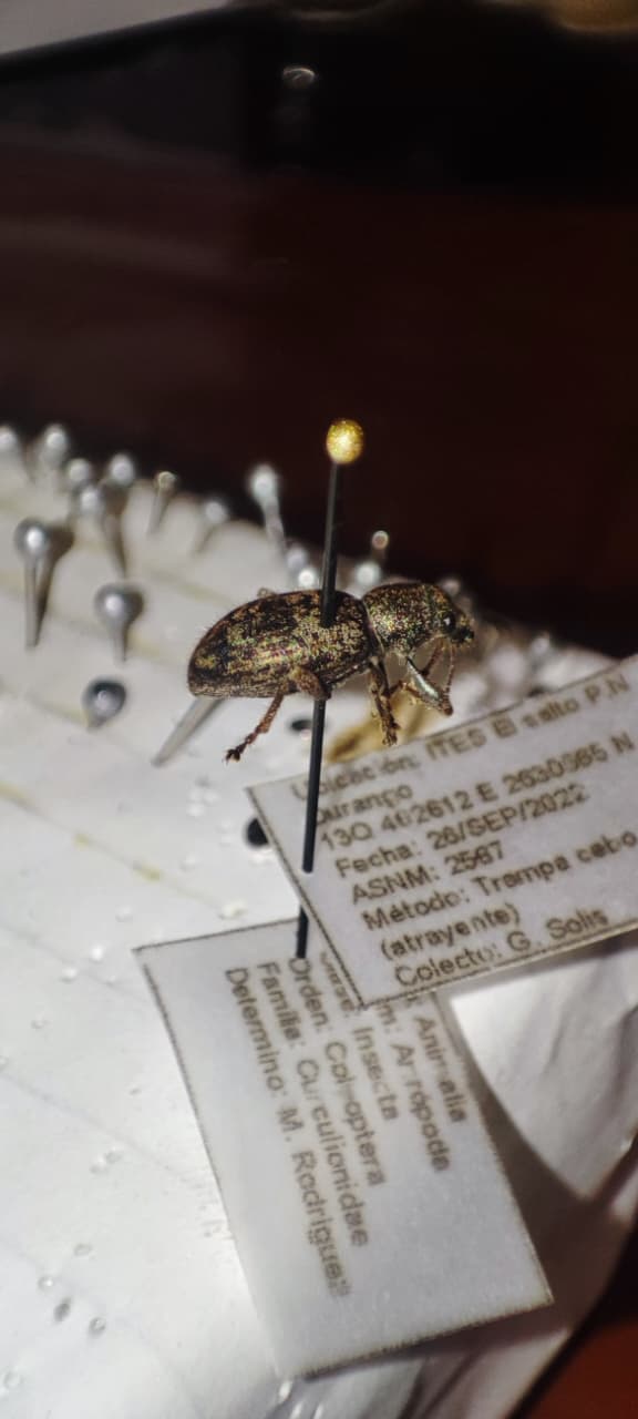 Colección entomológica