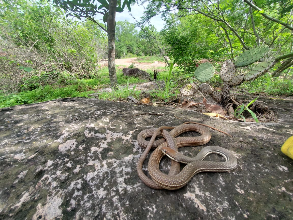 Serpiente en roca