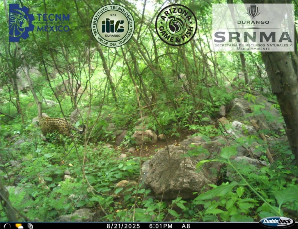 Primer registro científico de Jaguar (Panthera onca) en Durango mediante fototrampeo - BioChavez Forester
